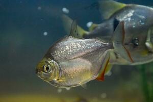 pesce nel il acquario di acquario, foto