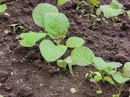 un' giovane melanzana piantina cresce nel un' agricoltori giardino. avvicinamento. il concetto di biologico agricoltura. foto