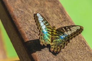 bella farfalla color turchese blu verde kuang si cascata laos foto