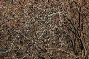 frammento di un' ramo con mini cuffie di rosa spinosissima nel presto molla, comunemente conosciuto come il rosa pimpinellifolia. foto