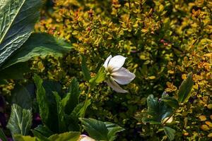 elleboro Niger fiori con luminosa bianca petali. primavera. foto