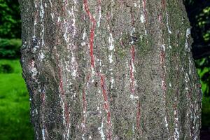 pino abbaiare avvicinamento. struttura di pinus strobus o weymouth pino tronco. sfondo a partire dal vivente Di legno. pelle di il foresta natura. foto