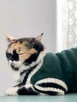 un' gatto indossare un' verde maglione posa su un' letto foto