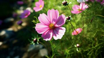 ai generato vivace cosmo fiore nel prato circondato di fresco verde foto