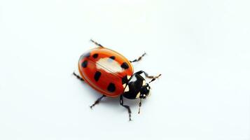 ai generato coccinella su bianca sfondo. insetto, insetto, animale foto