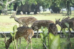 un' mandria di cervo nel il animale parco foto