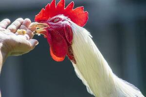 alimentazione bianca Gallo . alimentazione animale domestico, mano Tenere animale domestico cibo. foto