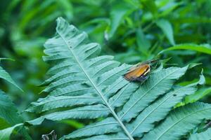 bellissimo farfalla nel il pioggia foresta foto