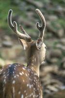 bellissimo giovane cervo a partire dal dietro a Guarda con molto bene corna. animale fotografia. foto