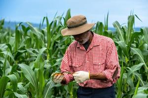 contadino maturo che lavora nella fattoria biologica del campo di mais foto