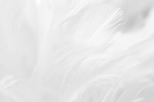 bellissimo bianca piuma lana modello struttura sfondo foto