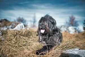 nero pastore cane a partire dal il bergamo montagne foto