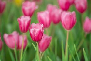 vicino su mini cuffie di rosa tulipani fresco verde le foglie a sfocatura verde sfondo copia spazio. olanda tulipano fioritura nel un aranciera primavera stagione. floreale sfondo bandiera per floristica negozio. fiori concetto. foto