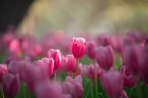 vicino su mini cuffie di rosa tulipani fresco verde le foglie a sfocatura verde sfondo copia spazio. olanda tulipano fioritura nel un aranciera primavera stagione. floreale sfondo bandiera per floristica negozio. fiori concetto. foto