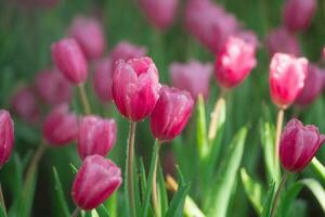 vicino su mini cuffie di rosa tulipani fresco verde le foglie a sfocatura verde sfondo copia spazio. olanda tulipano fioritura nel un aranciera primavera stagione. floreale sfondo bandiera per floristica negozio. fiori concetto. foto