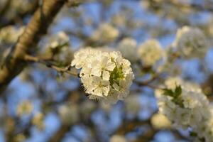 prunus avium fioritura ciliegia. ciliegia fiori su un' albero ramo foto