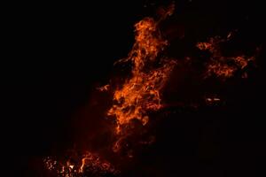 ardente di riso cannuccia a notte. foto