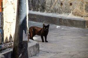 nero gatto in giro angolo a casa. nero gatto corre attraverso il strada. foto