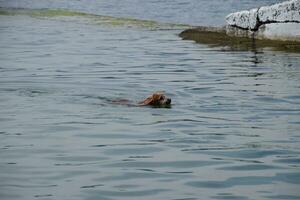 cane è nuoto nel il acqua con un' bastone nel il suo bocca, trasporto esso per suo proprietario. foto