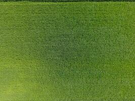 il Grano campo è verde. giovane Grano su il campo. Visualizza a partire dal sopra. strutturale sfondo di verde Grano. verde erba. foto