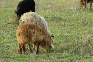 pecore al pascolo foto