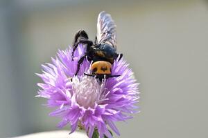 megascoli maculata. il mammut vespa. foto