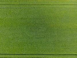 il Grano campo è verde. giovane Grano su il campo. Visualizza a partire dal sopra. strutturale sfondo di verde Grano. verde erba. foto