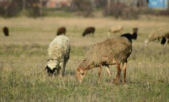 pecore al pascolo foto