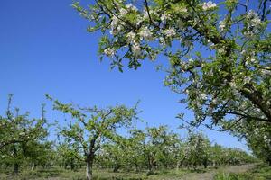 fioritura Mela frutteto. adulto alberi fioritura nel il Mela frutteto. frutta giardino foto