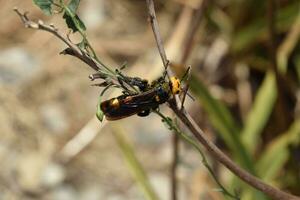 megascoli maculata. il mammut vespa. foto