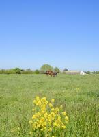 cavalli su il erba nel il pascolo. giallo fiori su un' cavallo sfondo foto