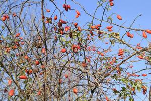 fianchi cespuglio con maturo frutti di bosco. frutti di bosco di un' rosa canina su un' cespuglio. frutta di selvaggio Rose. spinoso rosa canina. rosso rosa fianchi. foto