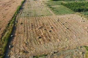 rettangolare balle di fieno su il campo. fieno foto