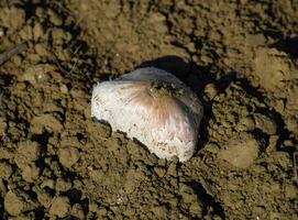 campo champignon. commestibile fungo. il crescita di funghi nel t foto