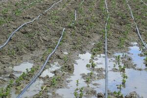 gocciolare irrigazione su campo, nero tubi gocciolare irrigazione. foto