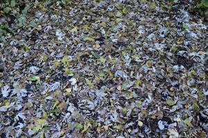 il le foglie siamo giallo su il terra. autunno foglia autunno foto