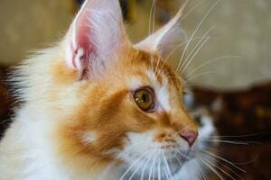 gigante Maine coon gatto. mainecoon gatto, allevamento di di razza gatti a casa foto