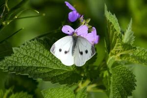 farfalla cavolo impollina un' viola fiore. foto