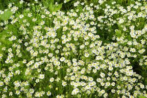 radura di fiori di camomilla. foto