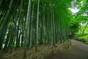 un' bambù pista a tonogayato parco nel kokubunji tokyo largo tiro foto