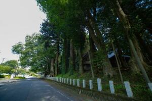 un' bellissimo alto cedro albero a il campagna nel Giappone largo tiro foto