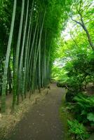 un' bambù pista a tonogayato parco nel kokubunji tokyo largo tiro foto