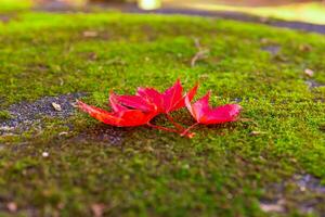 rosso le foglie su il terra a il parco nel kyoto nel autunno avvicinamento foto