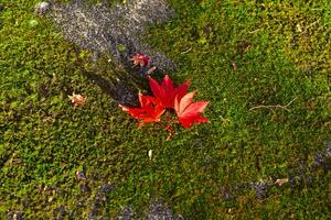 rosso le foglie su il terra a il parco nel kyoto nel autunno avvicinamento foto