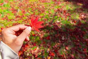 rosso foglia con mano a kasagiyama momiji parco nel kyoto nel autunno foto