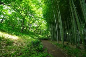 un' bambù pista a tonogayato parco nel kokubunji tokyo largo tiro foto
