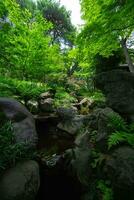 un' foresta ruscello a il verde foresta vicino su foto