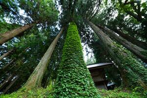 un' bellissimo alto cedro albero a il campagna nel Giappone Basso angolo foto
