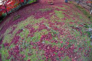 rosso le foglie a kasagiyama momiji parco nel kyoto nel autunno pesce occhio tiro foto