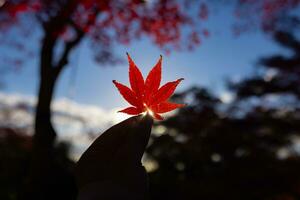 rosso foglia con mano a kasagiyama momiji parco nel kyoto nel autunno a crepuscolo foto